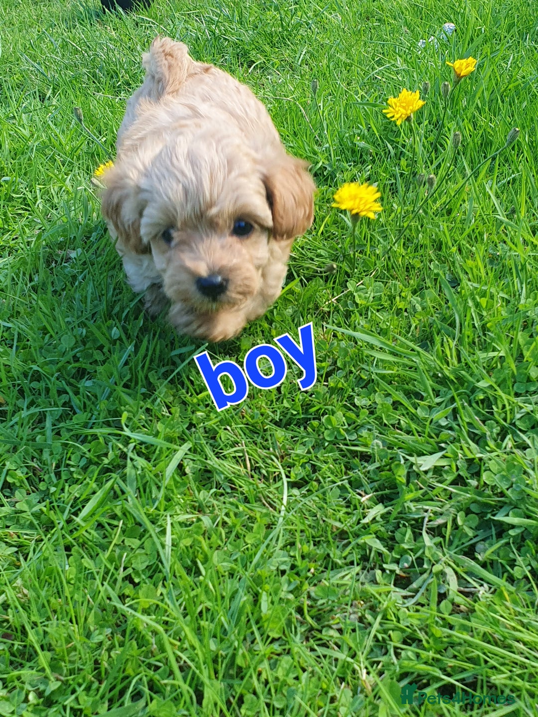 Maltipoo dogs for sale: F1 toy multipoo puppies - Image 10
