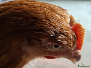 Chickens poultry for sale: ISA Bovan Browns - Advert 1