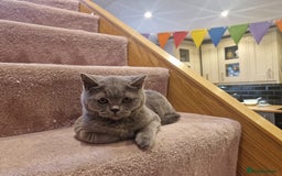 British Shorthair cats for sale: One kitten left British Blue Boy - Image 16