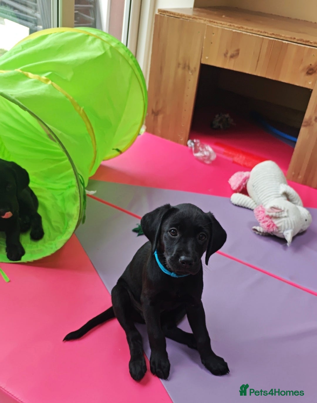 Labrador Retriever dogs for sale: Exceptional Home Raised Labrador Puppies - Advert 16