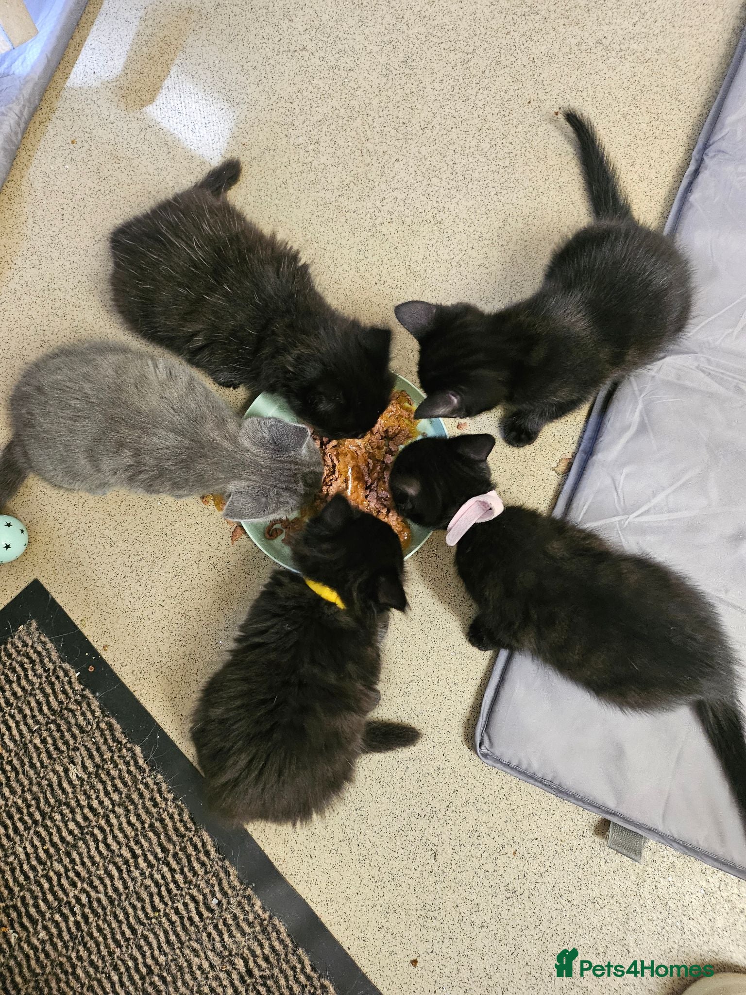 Mixed Breed cats 4 Blue Russian X kittens available  - Advert 2