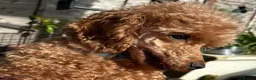 Miniature Poodle dogs for sale: Kennel club red Miniature poodle lady  - Advert 4