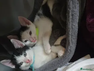 Mixed Breed cats 2xbeautiful black&white(cow) BoysKittens🐈⬛️🐈 - Advert 1