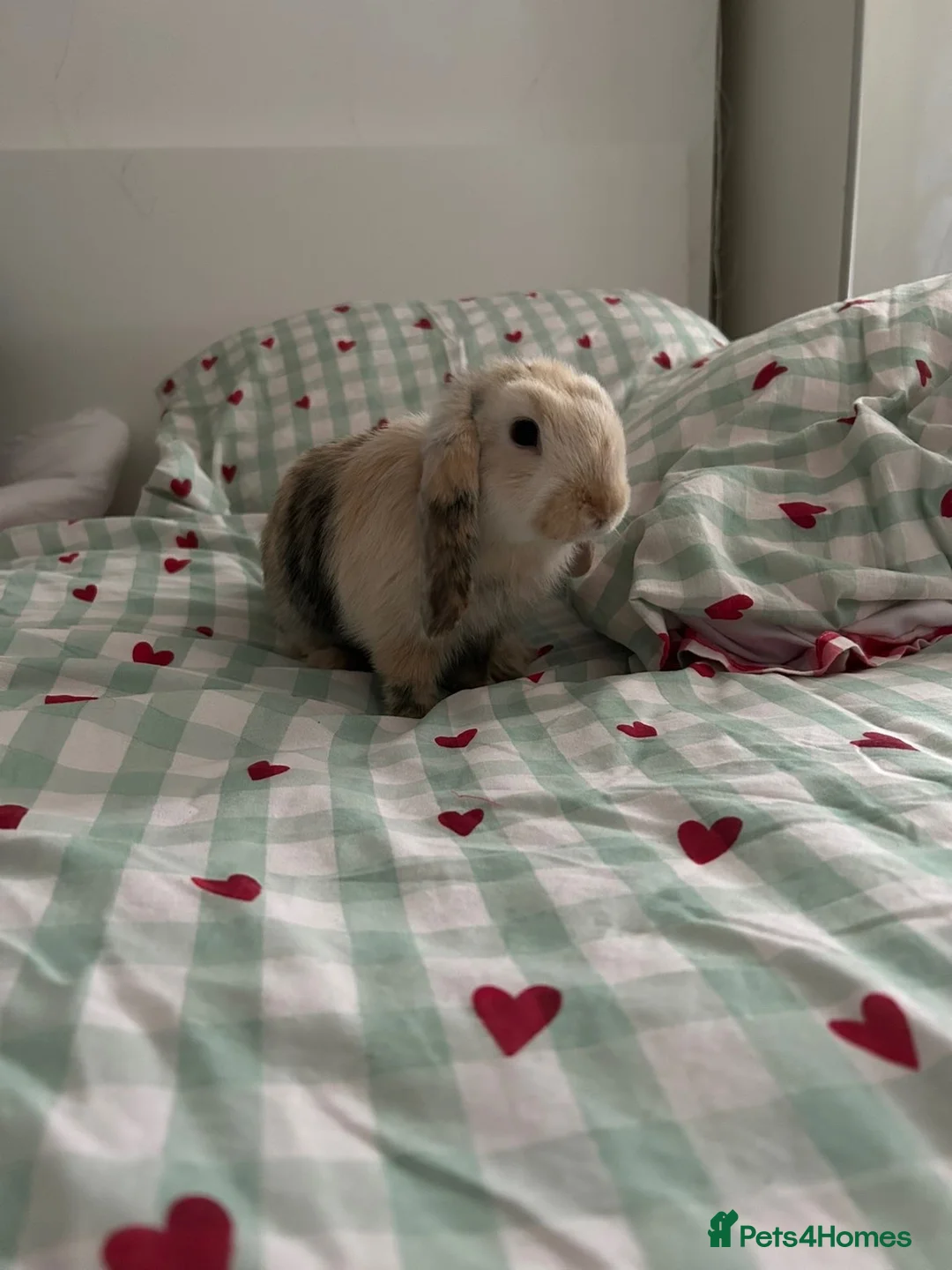 Mini Lop rabbits for sale: Two Mini Lop Rabbits in London - Advert 5