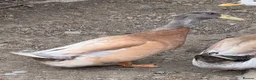 Ducks poultry for sale: Orpington Male Duck Brown in Dewsbury - Advert 1