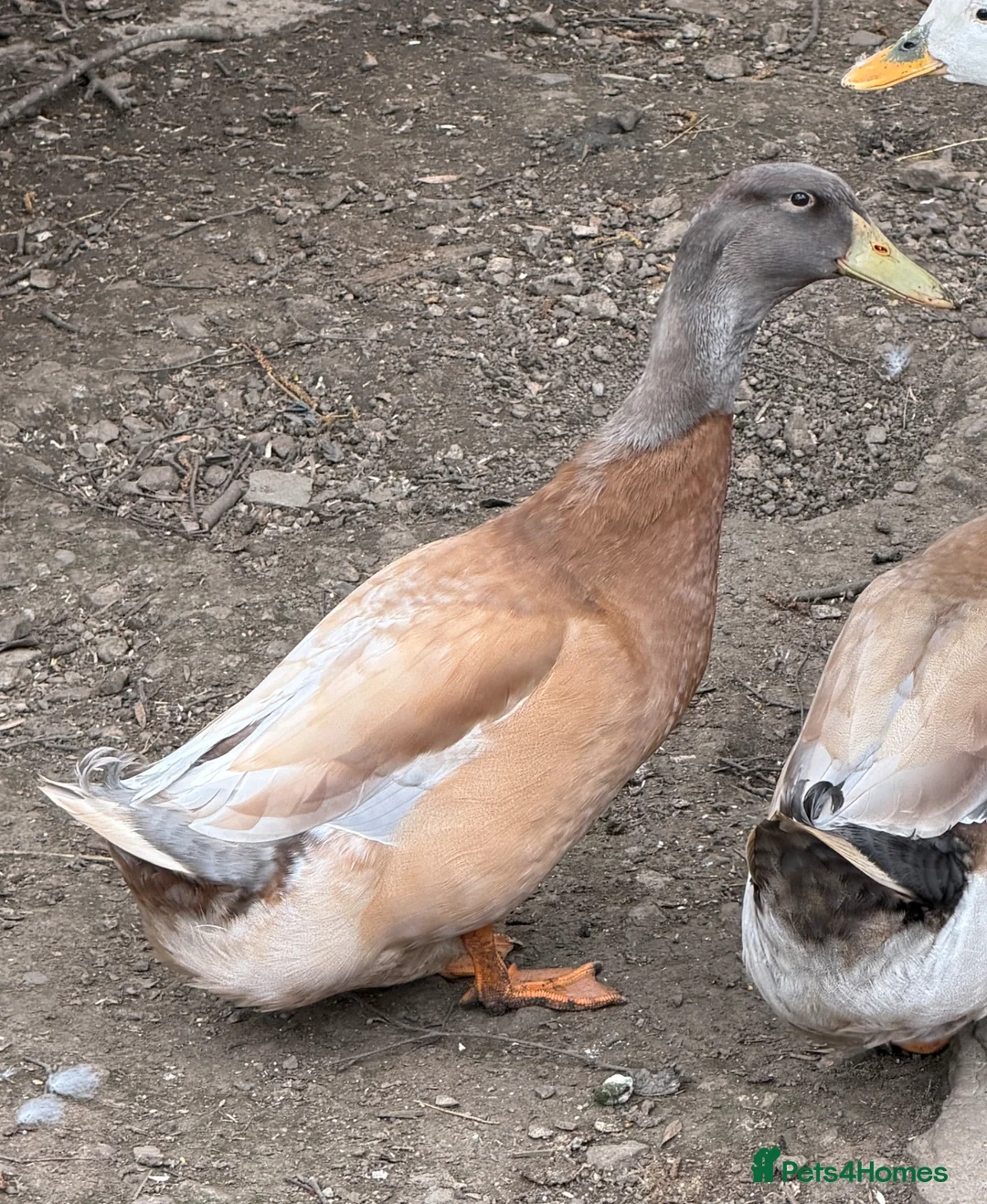 Ducks poultry for sale: Orpington Male Duck Brown in Dewsbury - Advert 1
