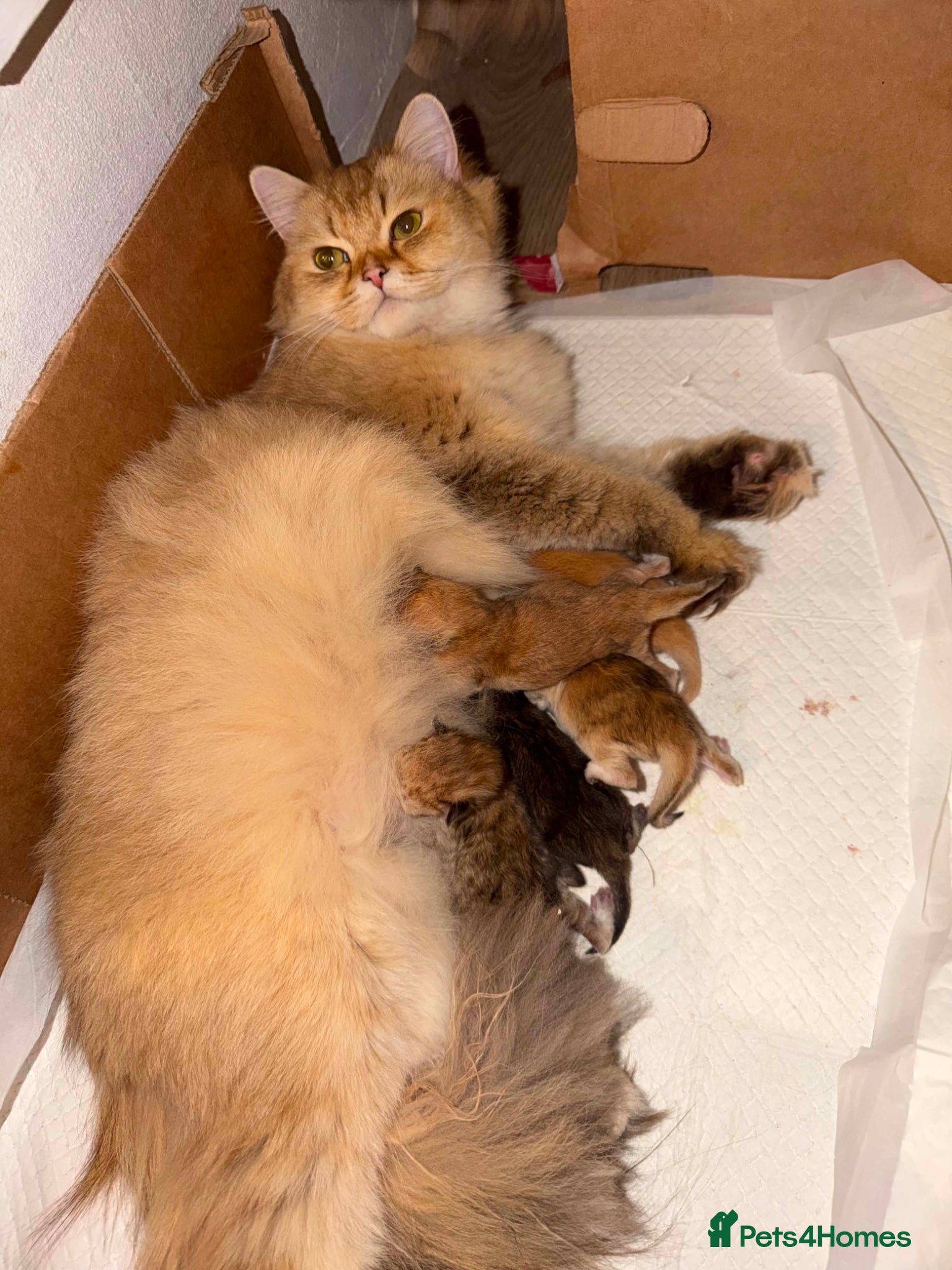 British Longhair cats for sale: ✨TICA REGISTERED GOLDEN LONGHAIR KITTENS✨ - Advert 15