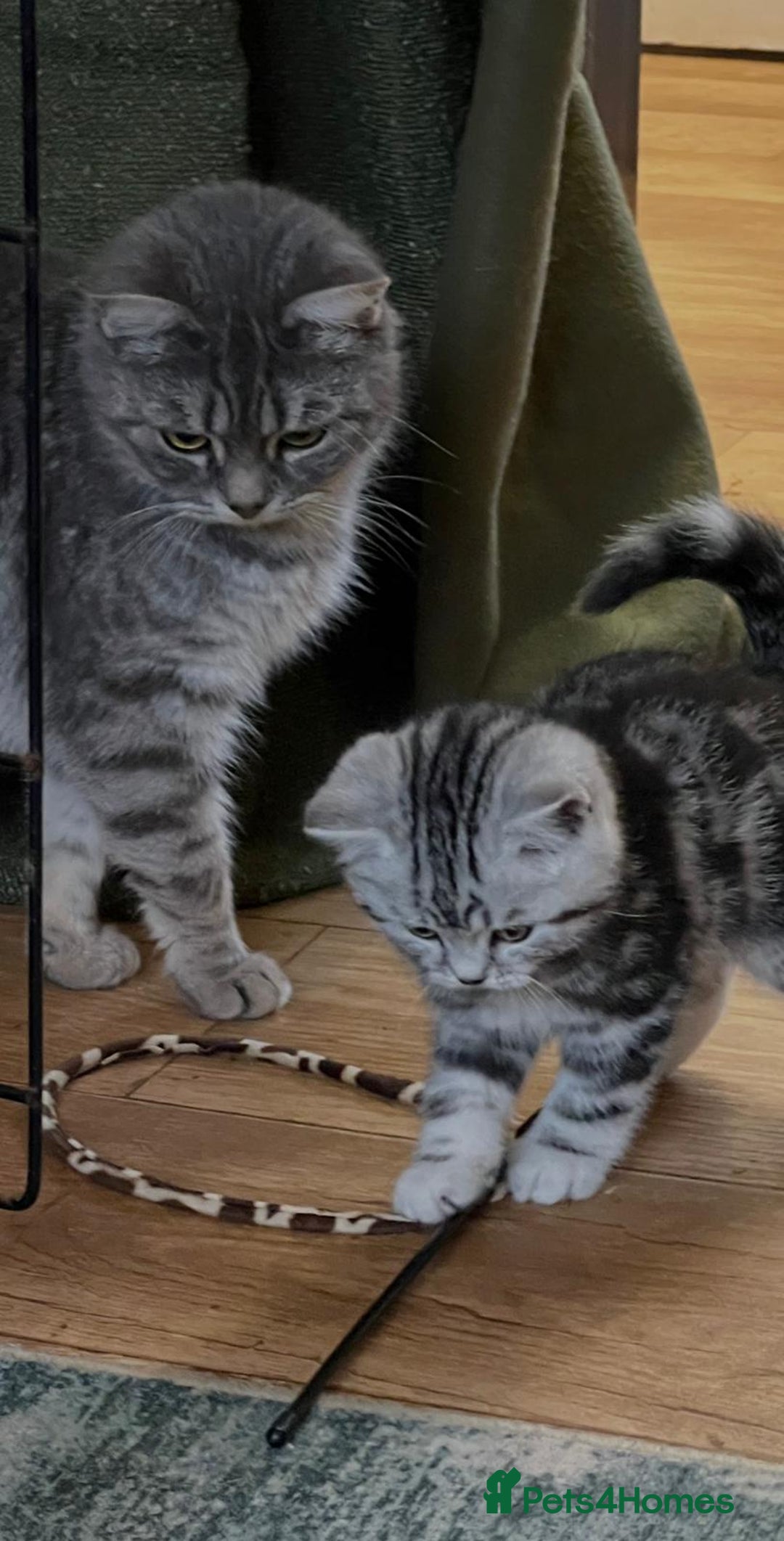 British Shorthair cats for sale: British shorthair silver tabby kittens - Advert 2