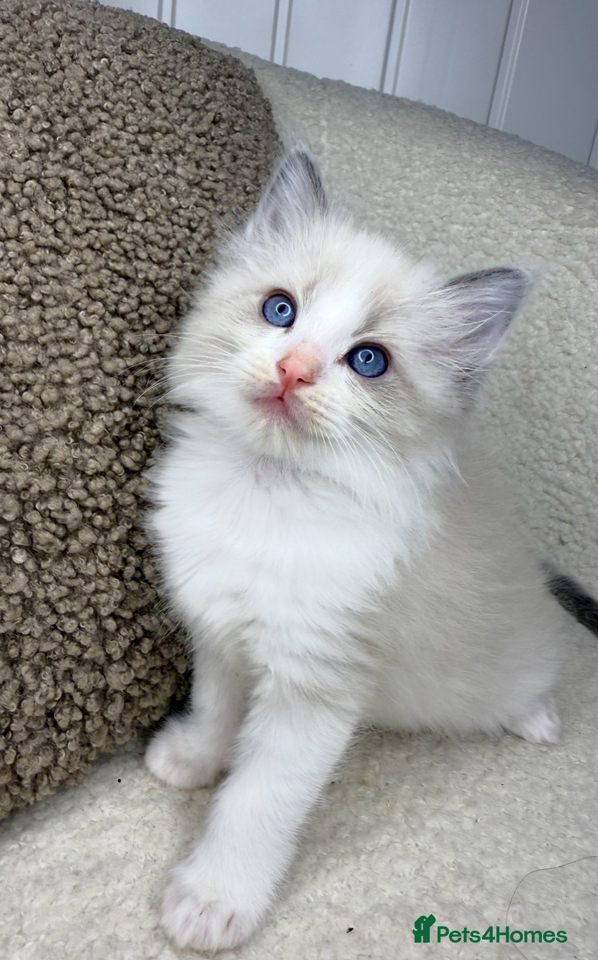 Ragdoll cats 3 male ragdolls left  ⭐️NOW TAKING VIEWINGS⭐️ - Advert 12