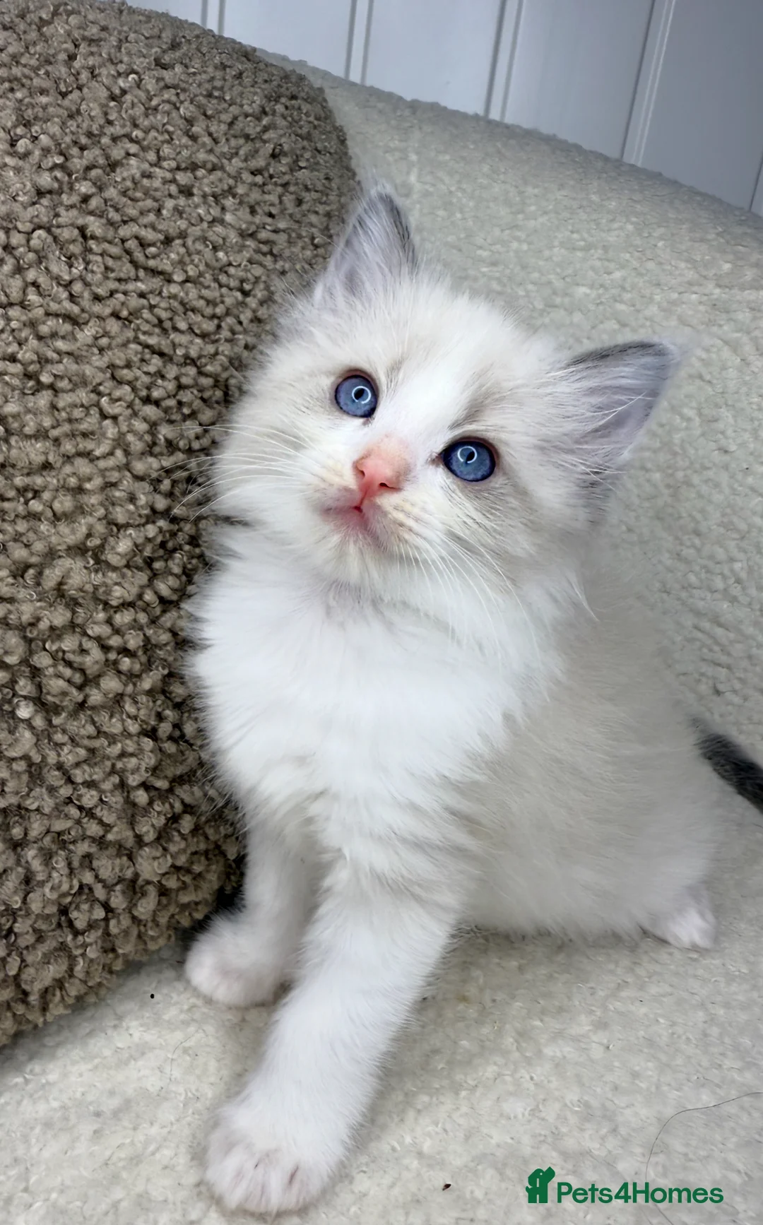 Ragdoll cats for sale: 3 male ragdolls left  ⭐️NOW TAKING VIEWINGS⭐️ - Advert 1