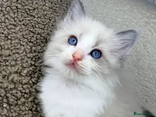 Ragdoll cats 3 male ragdolls left ⭐️NOW TAKING VIEWINGS⭐️ - Advert 12