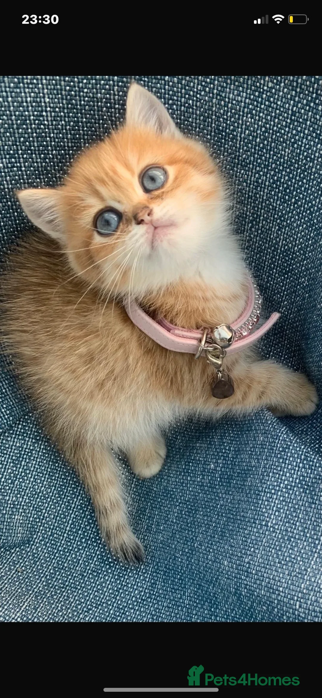 British Shorthair cats for sale: GCCFreg shampion parents  BSH  golden chinchilla   - Advert 25