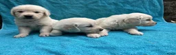 Golden Retriever dogs for sale: KC Reg Health Tested Golden Retriever Pups - Advert 7