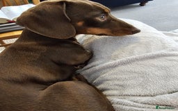 Mixed Breed dogs for sale: Rehome 2 year old male Dachshund  - Advert 5