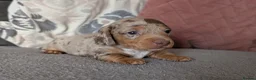 Miniature Dachshund dogs for sale: KC reg Miniature Dachshund long and short haired  - Advert 6