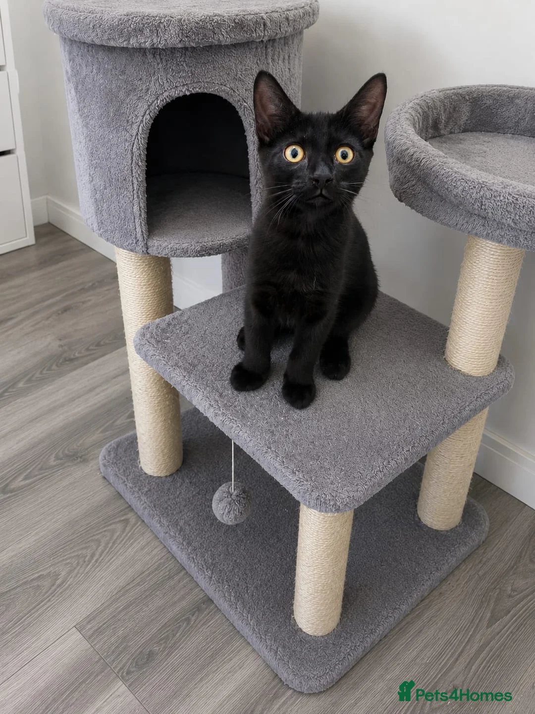 Mixed Breed cats for sale: Stunning Little Boy Looking for His 5⭐Forever Home - Advert 2