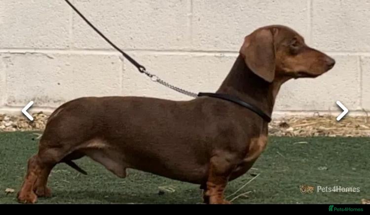Miniature Dachshund dogs Teddy - Choc & Tan Proven Stud - Advert 19