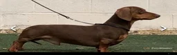Miniature Dachshund dogs for stud: Teddy - Choc & Tan Proven Stud - Advert 1