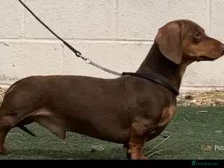 Miniature Dachshund dogs Teddy - Choc & Tan Proven Stud - Advert 19