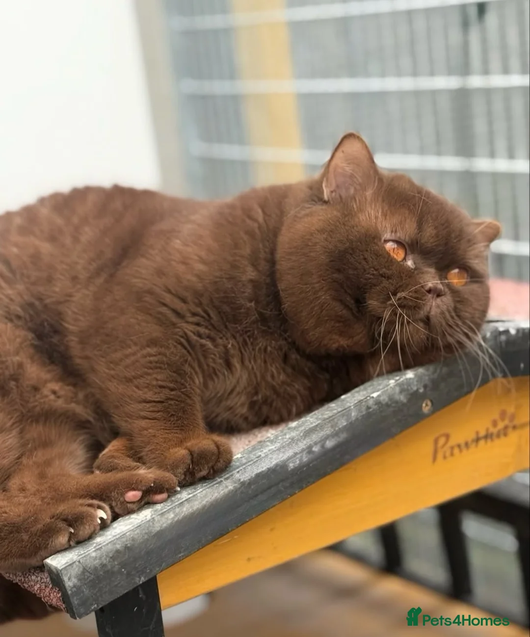 British Shorthair cats for stud: Handsome chocolate carrying cinnamon stud - Advert 4