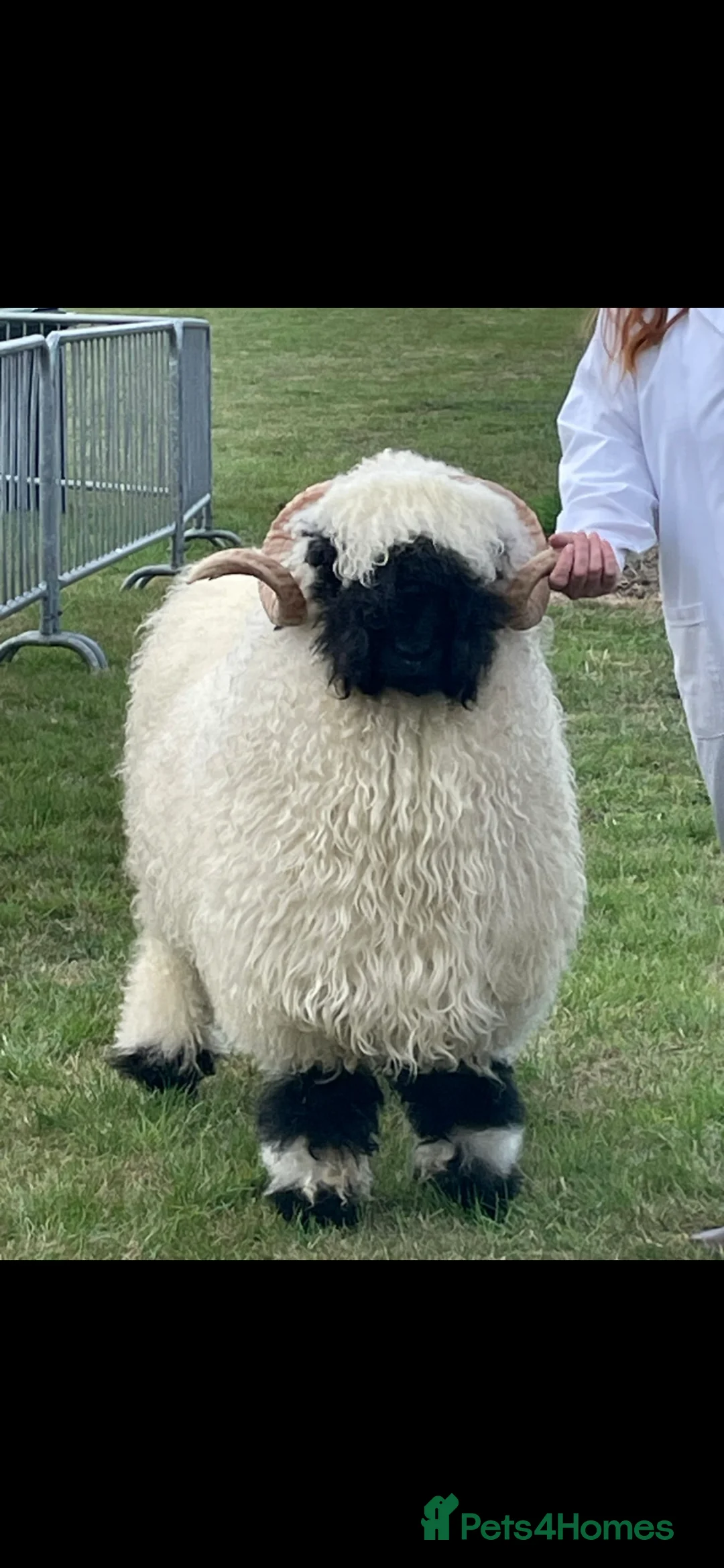 Sheep livestock for sale: Valais Blacknose Ram in Whitchurch - Advert 1
