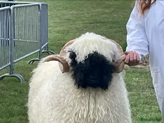 Sheep livestock Valais Blacknose Ram - Advert 9