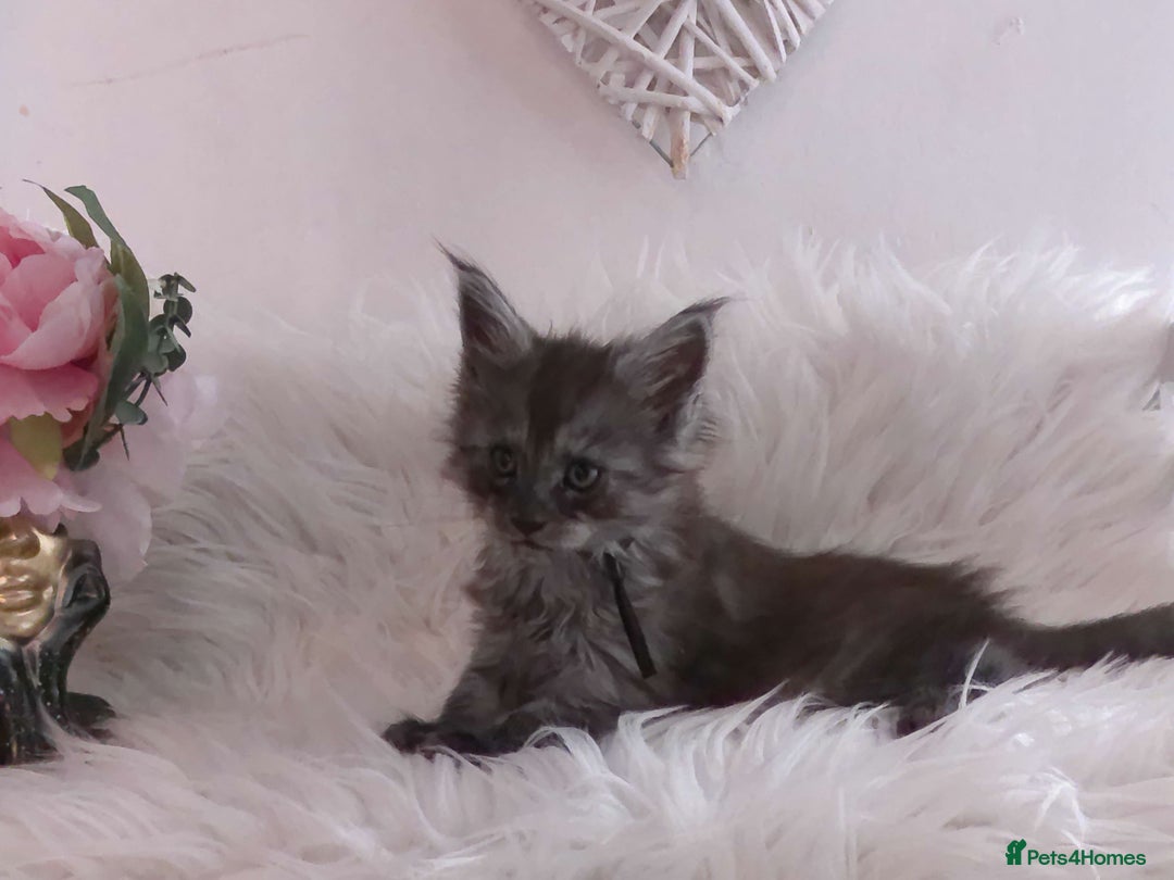 Maine Coon cats for sale: 2 kittens left In Search of Loyal Human Servant - Image 13