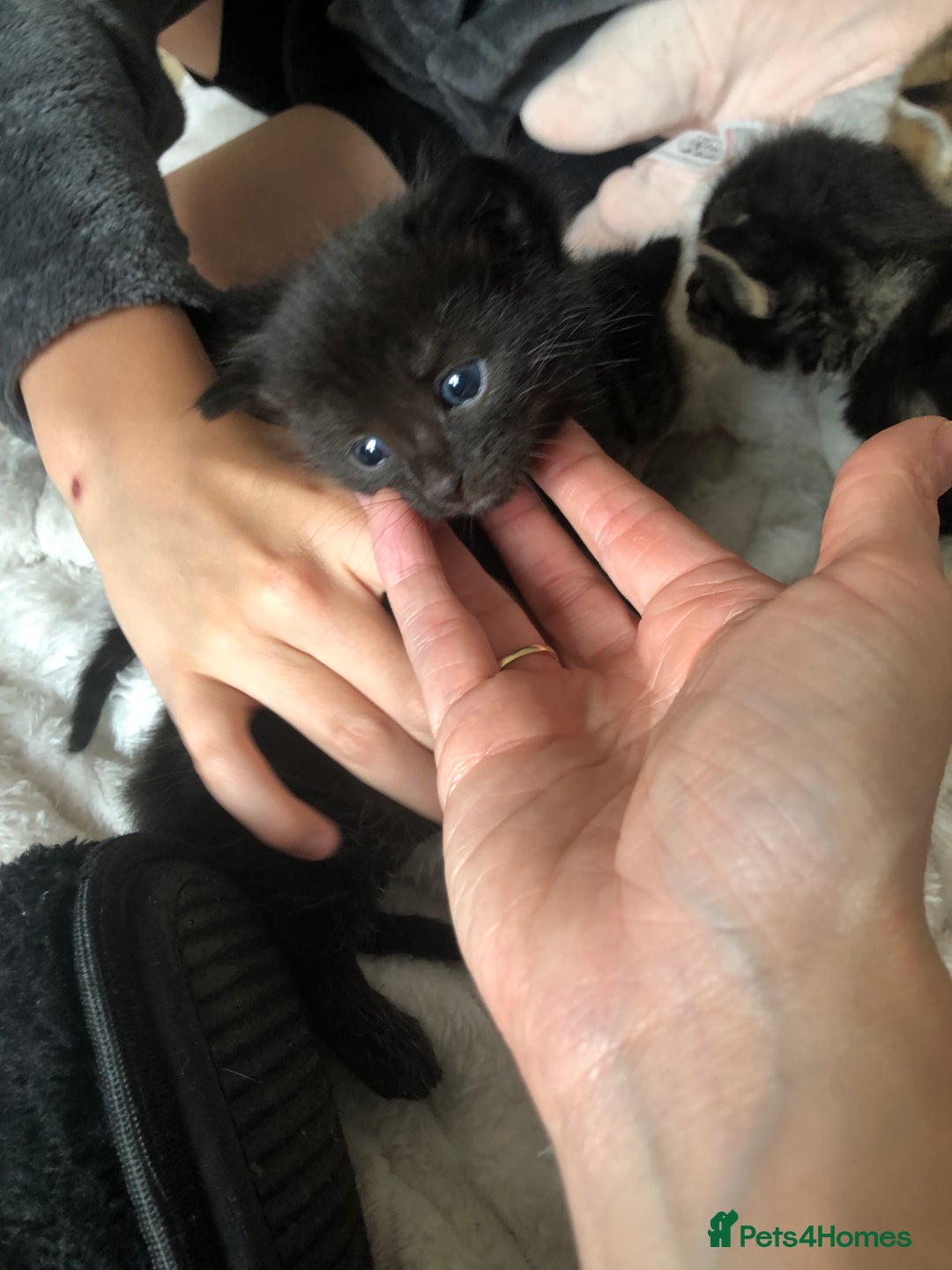 Bengal cats for sale: Kittens for sale  in Maesteg - Image 16