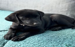 Labrador Retriever dogs for sale: Beautiful Pedigree Black Lab Puppies - Image 29