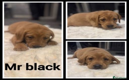 Labrador Retriever dogs for sale: KC REGISTERED FOX RED LABRADOR PUPPY  - Image 21