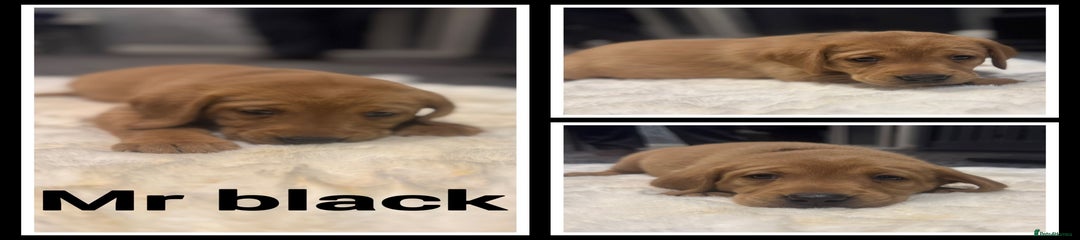 Labrador Retriever Puppy 8