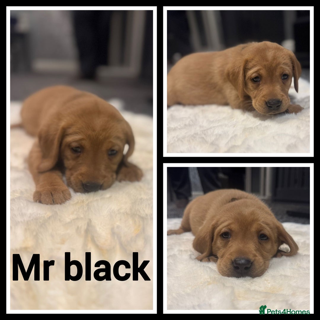 Labrador Retriever dogs for sale: KC REGISTERED FOX RED LABRADOR PUPPY  - Image 21
