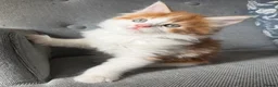 Maine Coon cats for sale: Gorgeous Maine Coon mix fur babies in Spennymoor - Advert 7