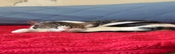 Mixed Breed cats for sale: 1 kitten 2 cats  - Advert 12