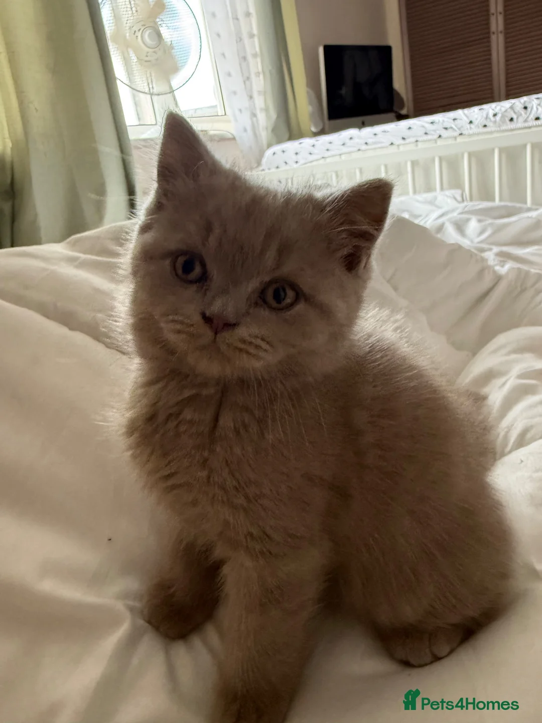 British Shorthair cats for sale: British short hair cinnamon carriers  - Advert 5