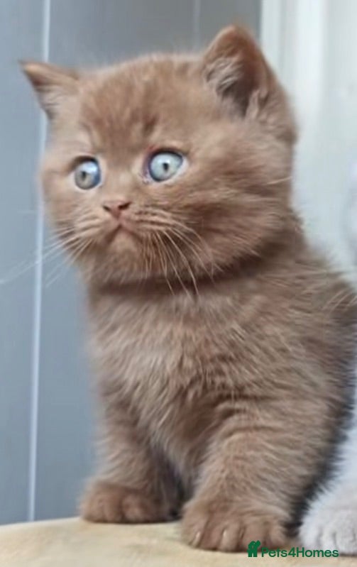 British Longhair cats The most Unique British longhair kittens - Advert 2