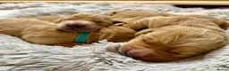Golden Retriever dogs for sale: Adorable litter of 4 Golden Retriever puppies - Advert 3