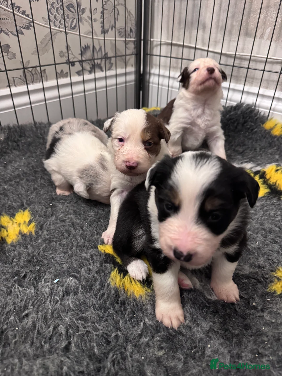 Border Collie dogs for sale: Adorable border collie tri coloured pups - Advert 3