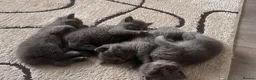 British Shorthair cats for sale: Kittens from British Longhair and Shorthair  - Advert 13