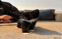 Mixed Breed cats for sale: Cute kittens for sale - Image 3