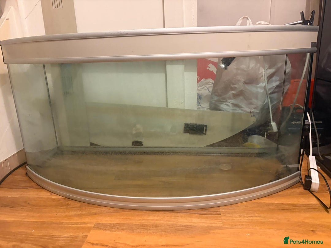 Turtle reptiles for sale: 2 mississippi map turtles and tank - Image 6