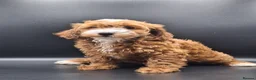 Cavapoo dogs for sale: Stunning Micro Asian Poodle x Cavapoo F1B puppies - Advert 18
