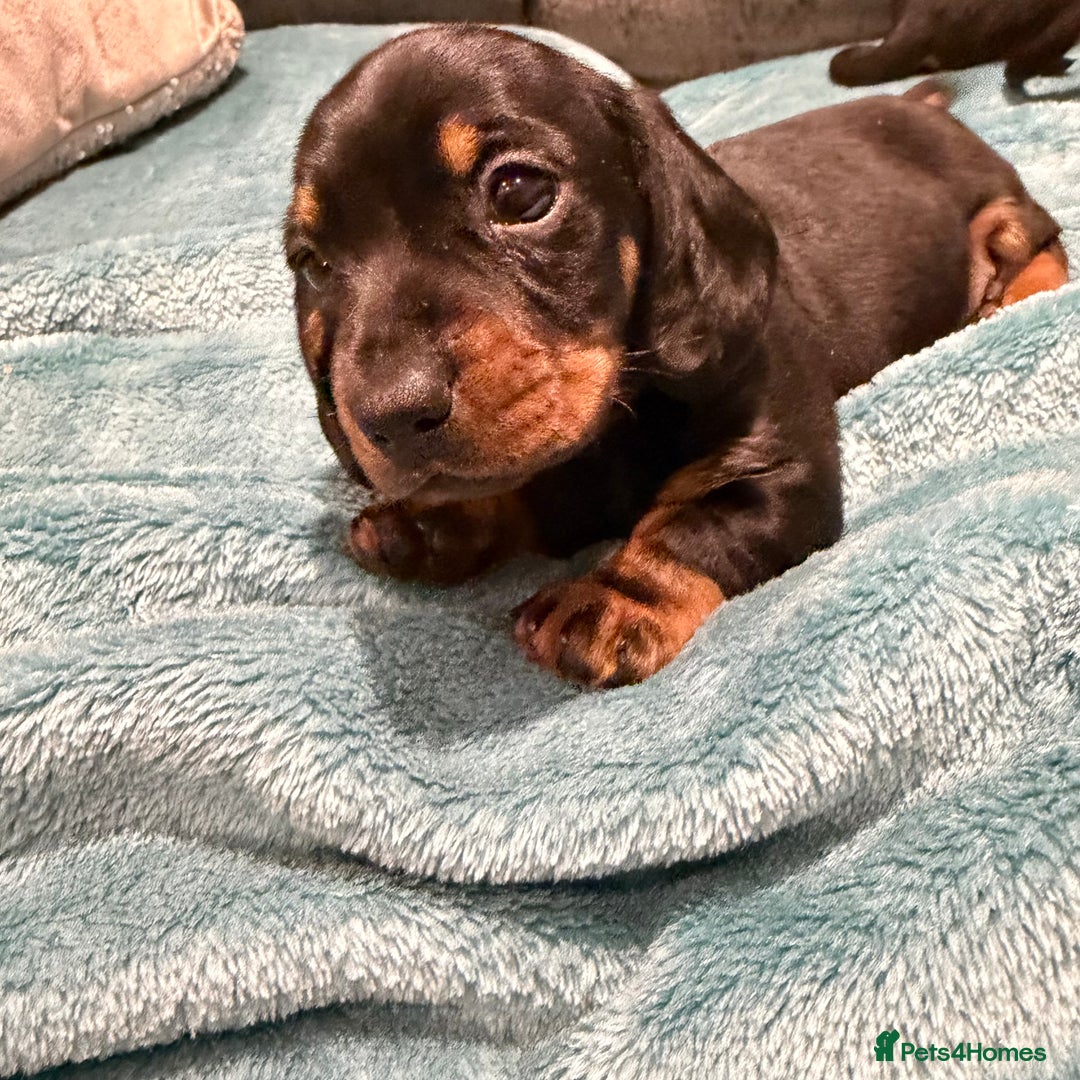 Miniature Dachshund dogs for sale: Stunning puppies,kc reg and pra clear - Advert 7