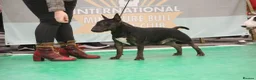 Bull Terrier dogs for stud: 3Miniature bull terriers stud Douglas Nigel Duggie in Bolton - Advert 12