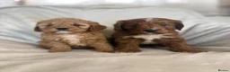 Cavapoo dogs for sale: Gorgeous Red Cavapoo Puppies - Advert 14