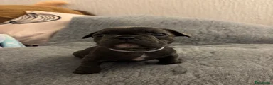 French Bulldog Puppy 2