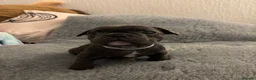 French Bulldog dogs for sale: Frenchie pups Ready on Friday - Advert 3