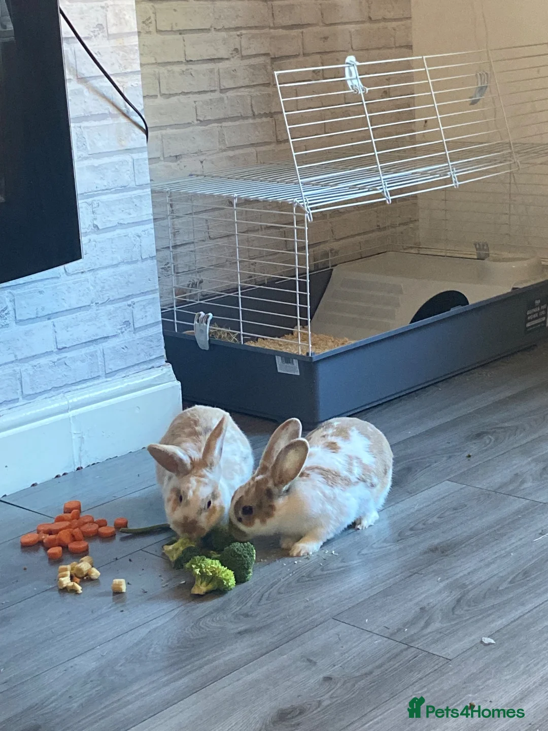 New Zealand rabbits for sale: 3 girl New Zealand bunny rabbits left - Advert 1