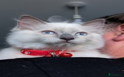 Ragdoll cats for sale: Ragdoll kittens for sale - Image 4