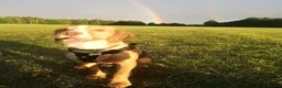 Cocker Spaniel dogs for sale: Cocker Spaniel - 9 months old 🐶  - Advert 2
